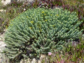 Euphorbia pithyusa